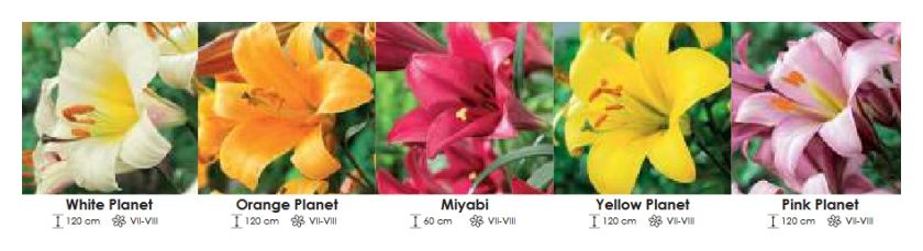 Lilie planet zestaw 385 cebulki 5x15 sztuk Wiśniewski