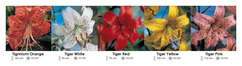 Lilie tygrysie zestaw 390 cebulki 5x15 sztuk Wiśniewski