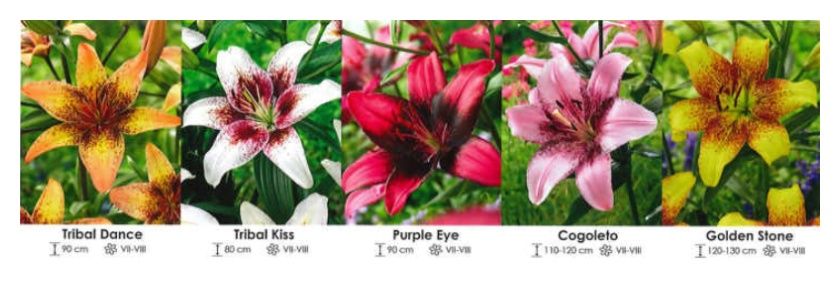 Lilie azjatyckie dwubarwne nakrapiane zestaw 392 cebulki 15sztuk Wiśniewski