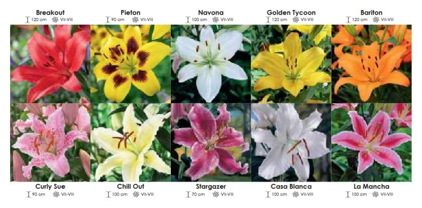 Lilie trąbkowe zestaw 400 cebulki 75 sztuk Wiśniewski 