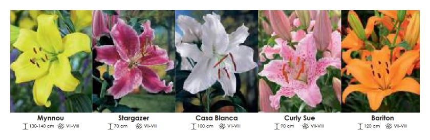 Lilie mix zestaw 402 cebulki 5x15 sztuk Wiśniewski 