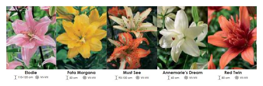 Lilie azjatyckie pełne zestaw 403 cebulki 5x15 sztuk Wiśniewski