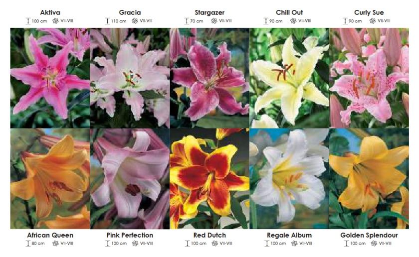 Lilie orientalne i trąbkowe  zestaw 404 cebulki 10x7 sztuk Wiśniewski