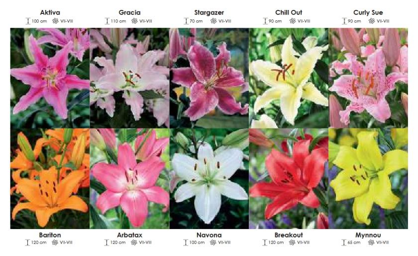 Lilie mix zestaw 405 cebulki 10x7 sztuk Wiśniewski