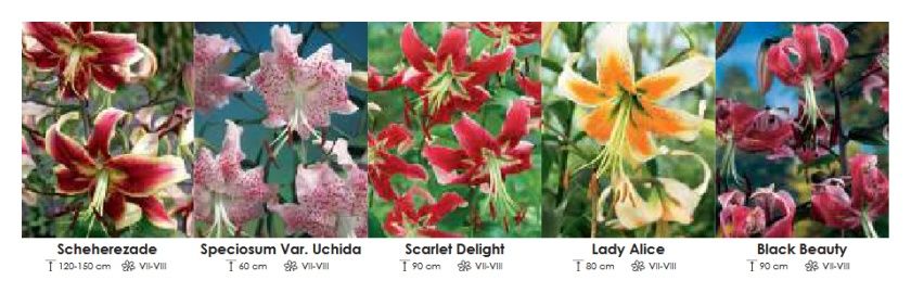 Lilie orientalne tulband zestaw 407 cebulki 5x15 sztuk Wiśniewski