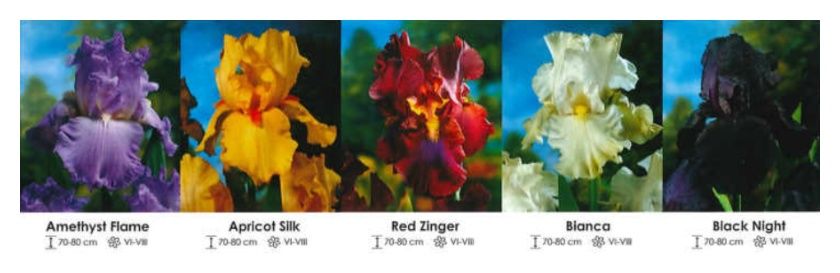 Irysy Germanica zestaw 420 cebulki - 5x10 sztuk Wiśniewski