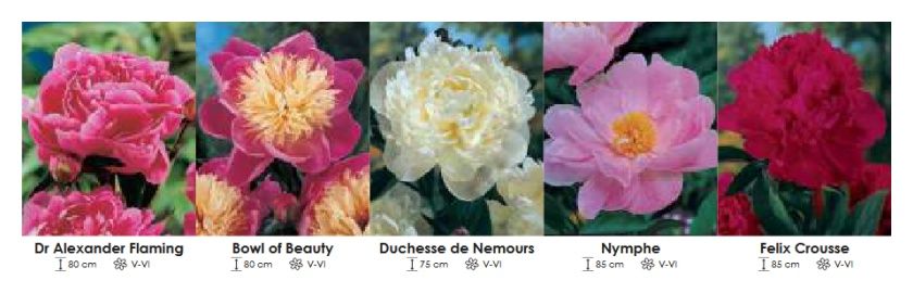 Piwonie zestaw 421 cebulki 5x5 sztuk Wśniewski