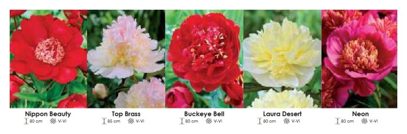 Piwonie zestaw 422 cebulki 5x5 sztuk Wśniewski