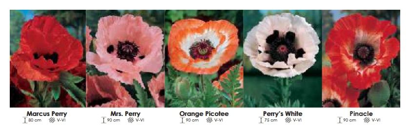 Maki zestaw 430  cebulki 5x5 sztuk Wiśniewski