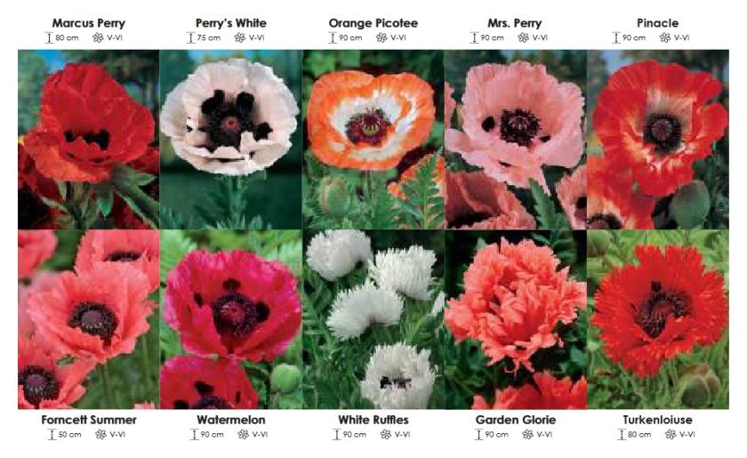 Maki zestaw 431 cebulki 10x4 sztuk Wiśniewski