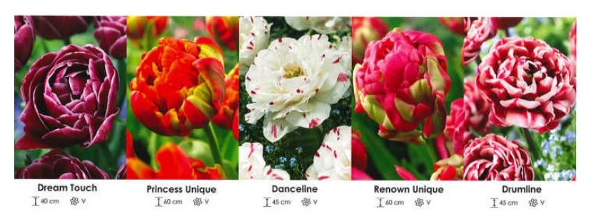 Tulipany pełne exclusive zestaw 437 cebulki 150 sztuk Wiśniewski