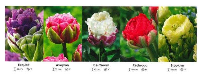 Tulipany pełne exclusive zestaw 438 cebulki - 5x30 sztuk Wiśniewski