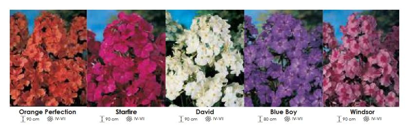 Phlox zestaw 440 cebulki 5x10 sztuk Wiśniewski