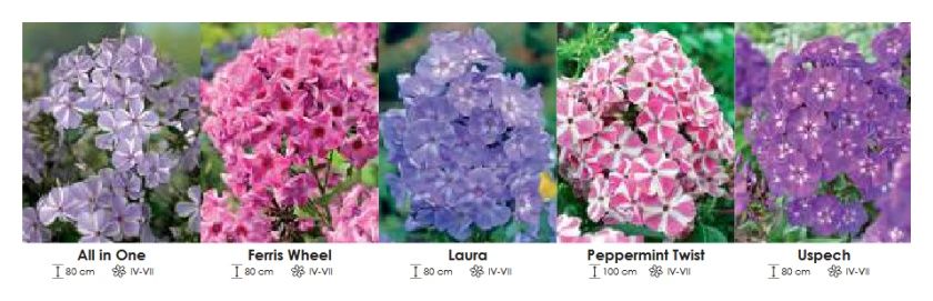 Phlox Dwubarwny zestaw 441 5x8 sztuk Wiśniewski