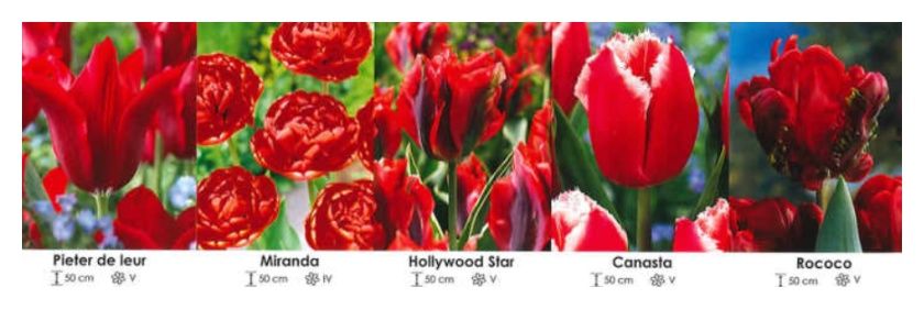 Tulipany kolekcja czerwona zestaw 447 cebulki 5x50 sztuk Wiśniewski