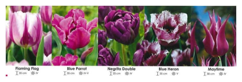 Tulipany kolekcja fioletowa zestaw 448 cebulki 5x50 sztuk Wiśniewski