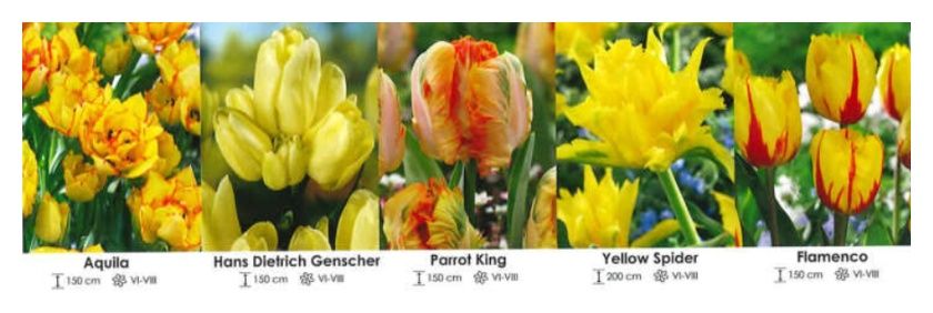 Tulipany kolekcja żółta zestaw 449 cebulki 5x50 sztuk Wiśniewski