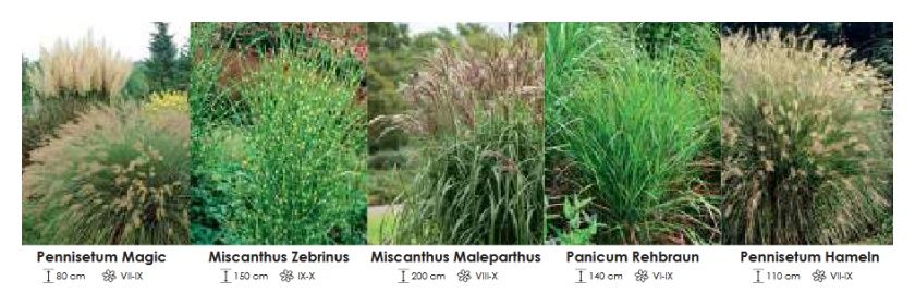 Trawy zestaw 451 cebulki 5x8 sztuk Wiśniewski