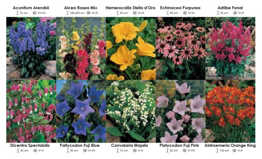 Byliny mix zestaw 460 cebulki 60 sztuk Wiśniewski