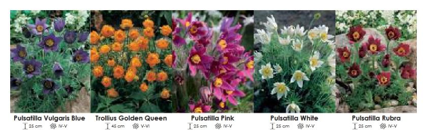 Byliny mix zestaw 463 cebulki 5x10 sztuk Wiśniewski