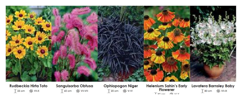 Byliny zestaw 464 cebulki 5x10 sztuk Wiśniewski