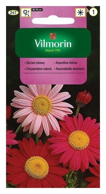 Złocień różowy 0,5g Vilmorin