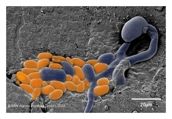 Botector - naturalna tarcza przed infekcją Botrytis cinerea