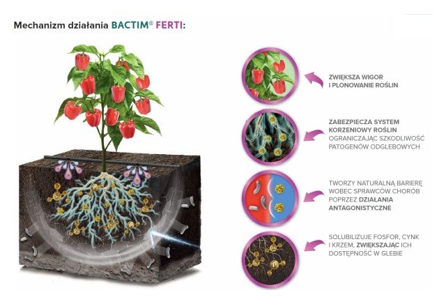 Mechanizm działania Bactim Ferti