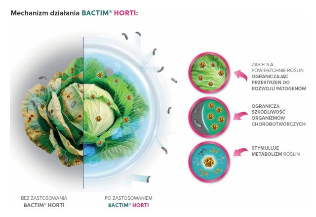 Mechanizm działania Bactim Horti