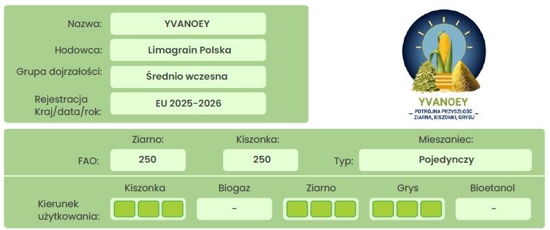 Cechy odmiany kukurydzy Yvanoey Limagrain