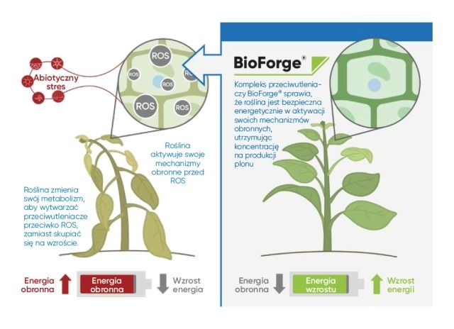 Działanie Bioforge Corteva