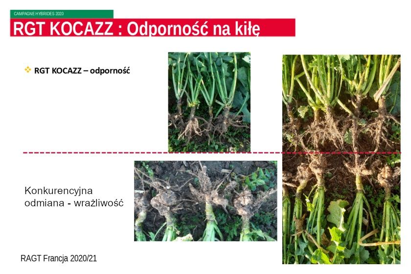 Rzepak ozimy RGT Kocazz F1 C1  - odporny na kiłę