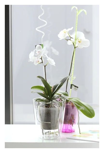 Doniczka Coubi Orchid