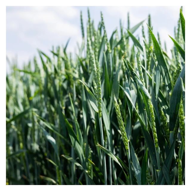 Pszenica zwyczajna ozima Queens PHR