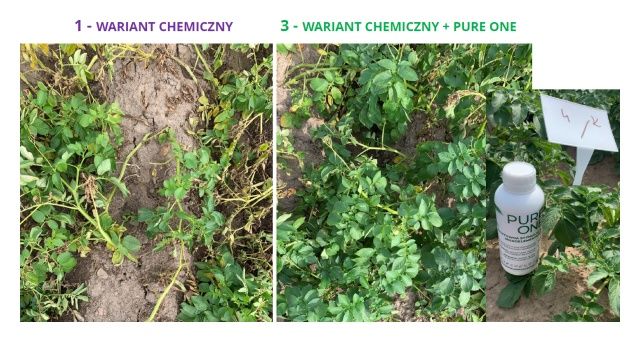 Przykład zastosowania Pure One w uprawie ziemniaka